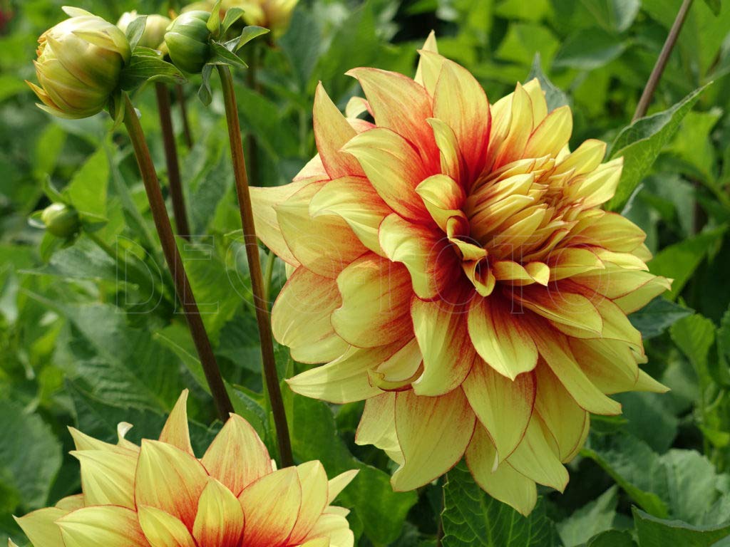 Amazon.com: Dahlia Dazzling Sun (2 Tubers),Blooms Summer to